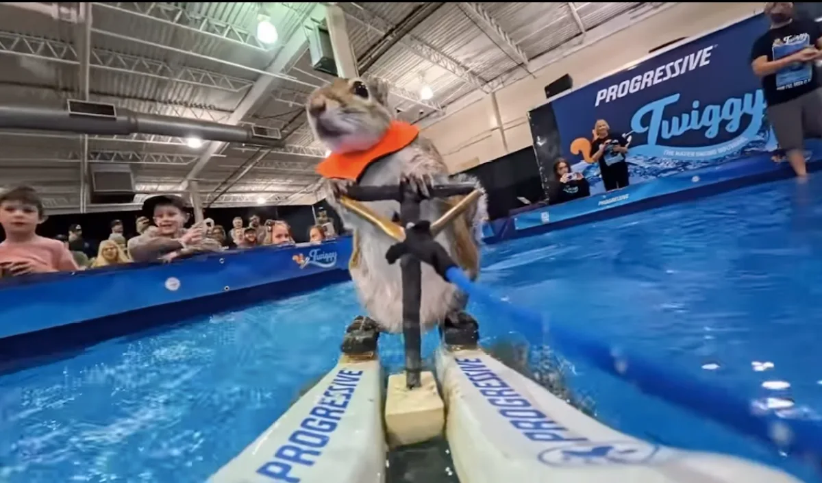 Waterskiing squirrel escapes during show at San Antonio Mall