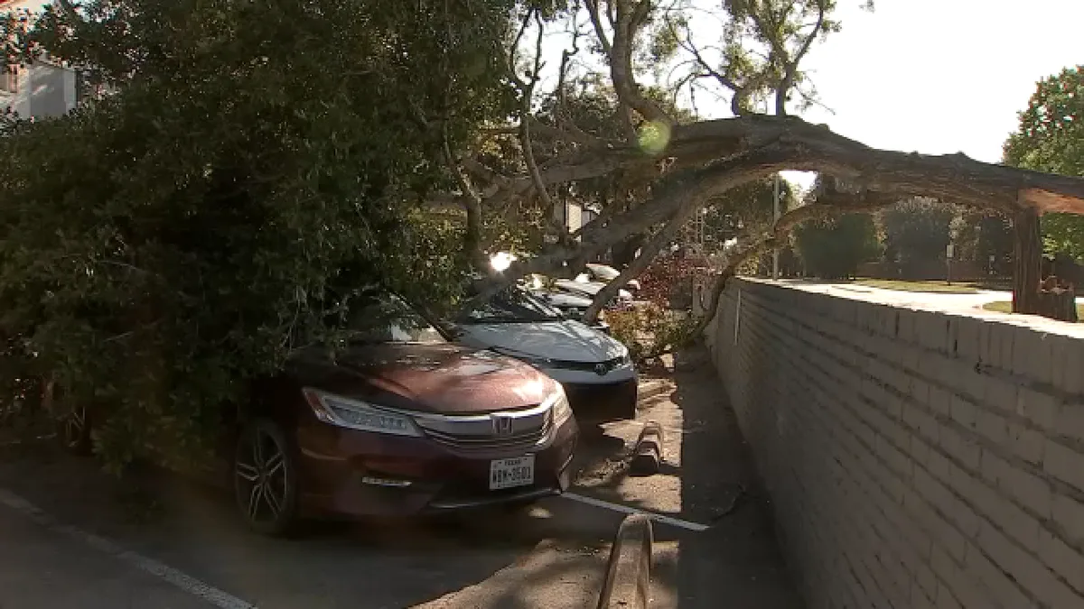 Tree snaps in half in SW Houston apartment parking lot, landing on at least 3 cars, images show