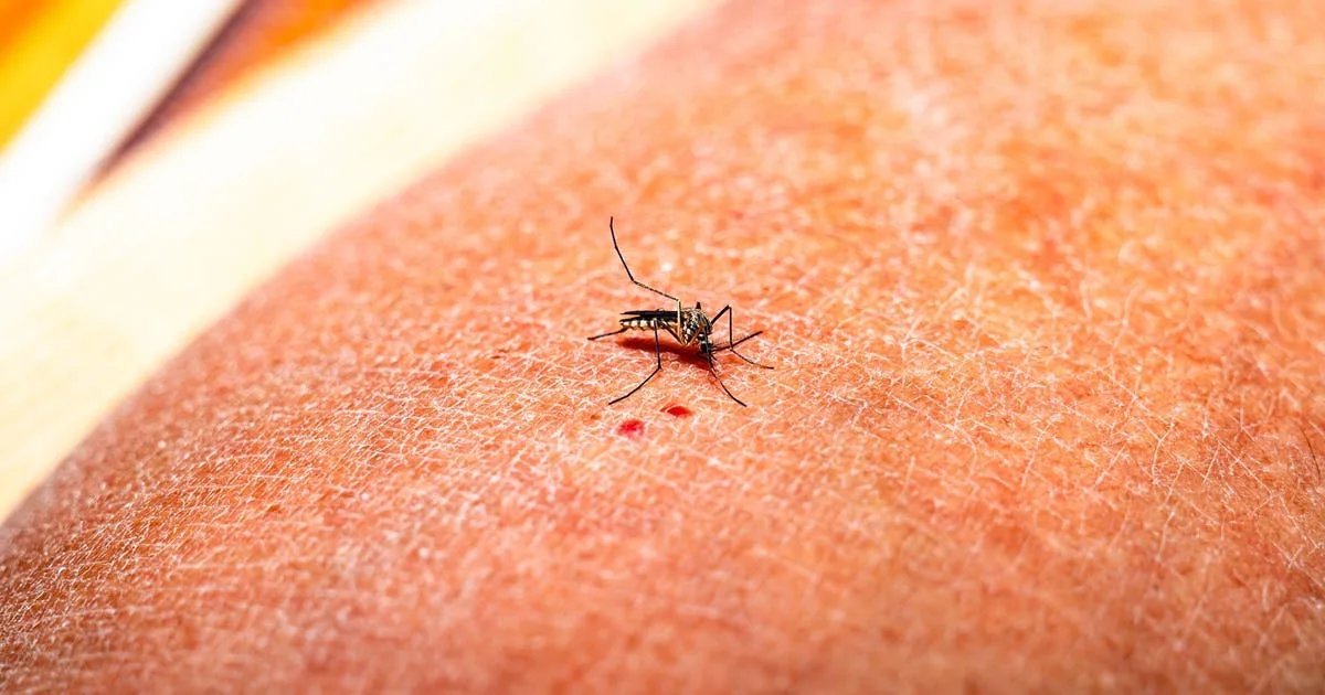 US sees worst Dengue Fever outbreak since the 1930s, experts say
