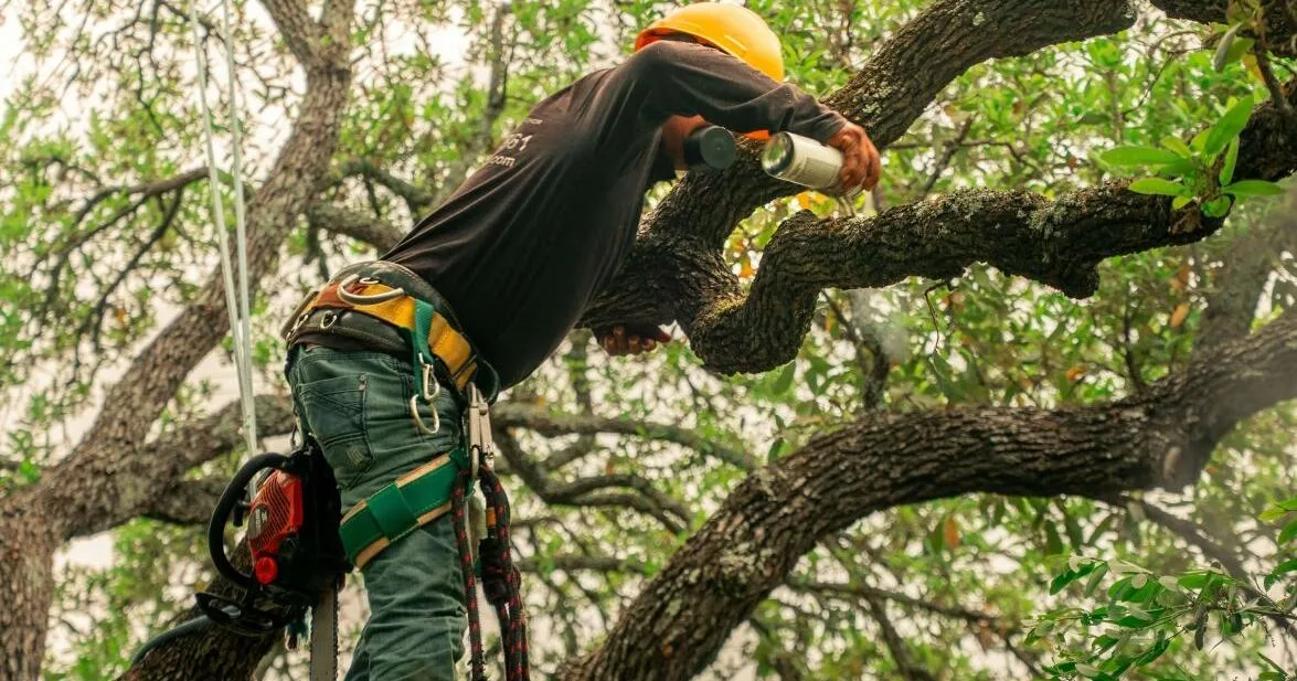 MAX Tree Service LLC Releases Comprehensive Brand Standards for Professional Tree Care in Southwest Missouri