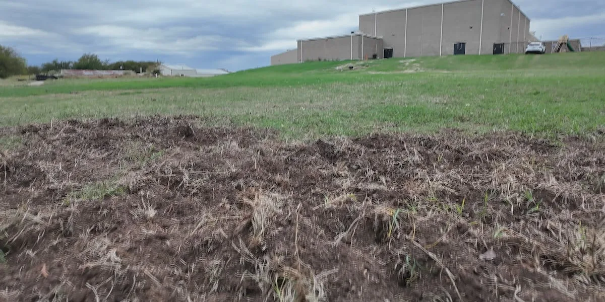 Feral hogs damage Forestburg ISD junior high practice field