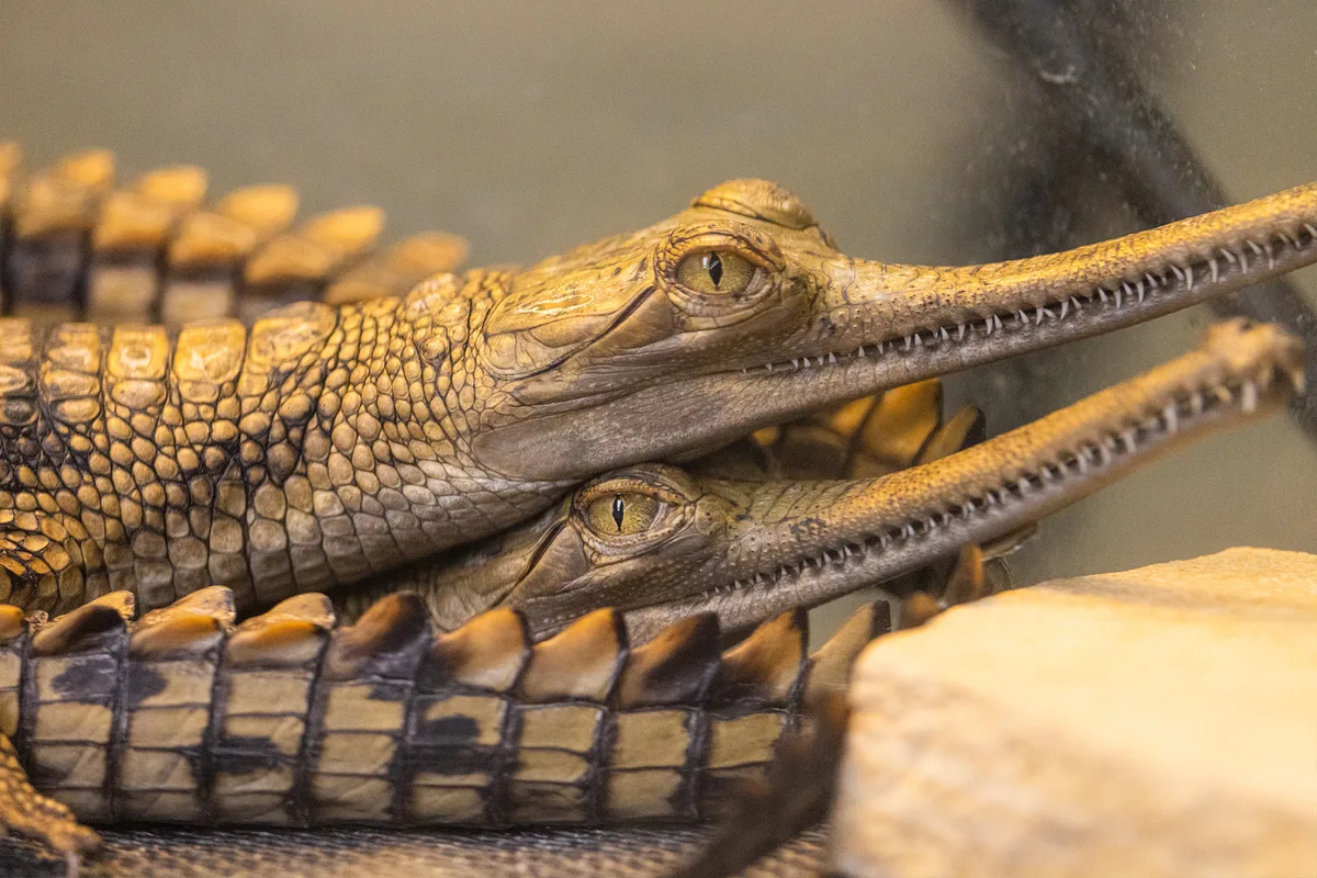 Eight critically endangered gharials born at Fort Worth Zoo