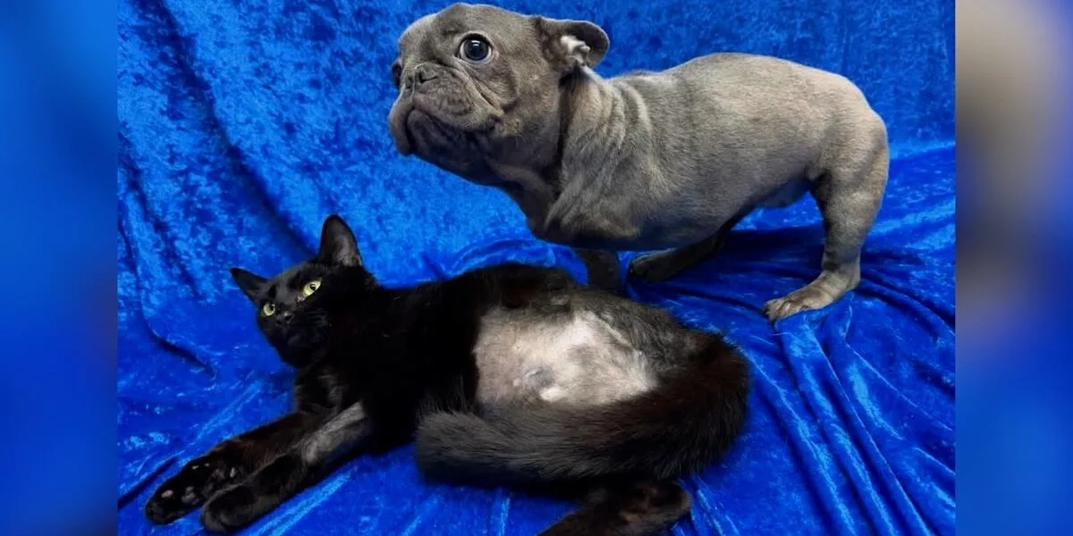 The three-legged cat and dog duo that are best friends