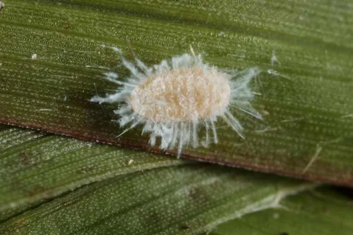 Invasive pasture pest spreads across Texas, threatening cattle industry and ranchers