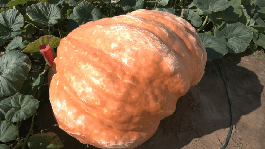 Breckenridge man tries for record-breaking 1,200lb pumpkin