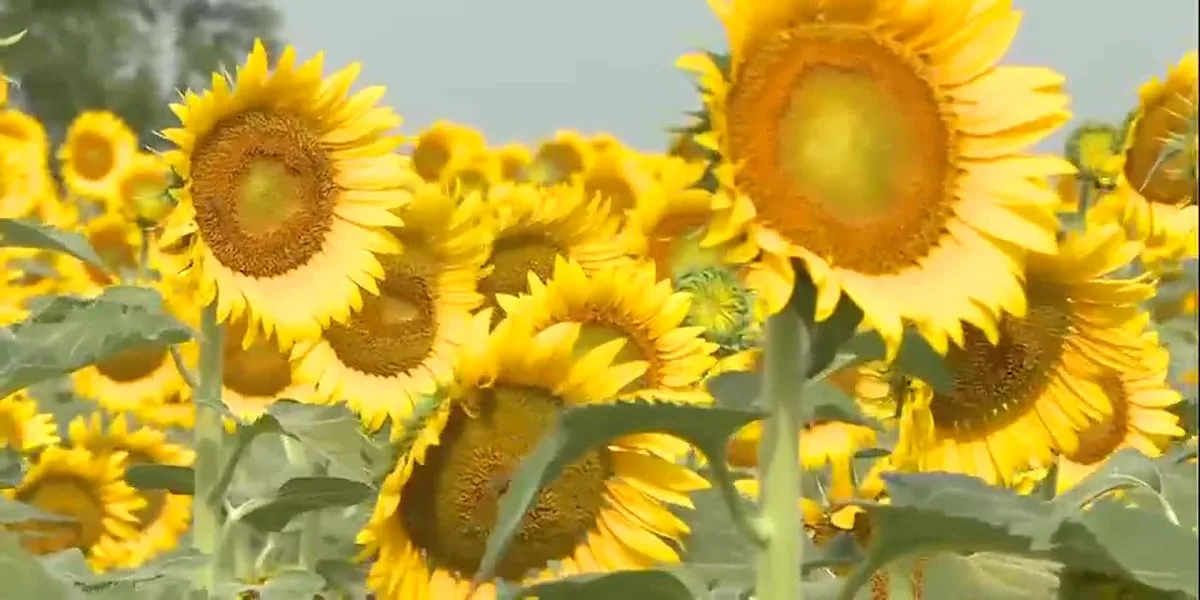 From the Ground Up: Burleson County sunflower crop