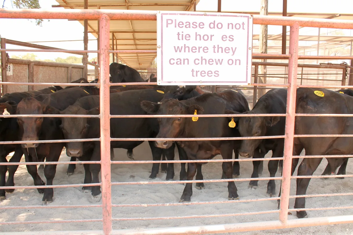 'It's going to brutally impact them': How imported beef could devastate North Texas cattle ranches