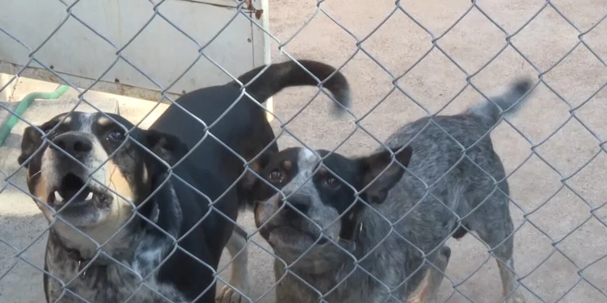 Meals on Wheels, Pets Alive Laredo team up to feed seniors and their pets