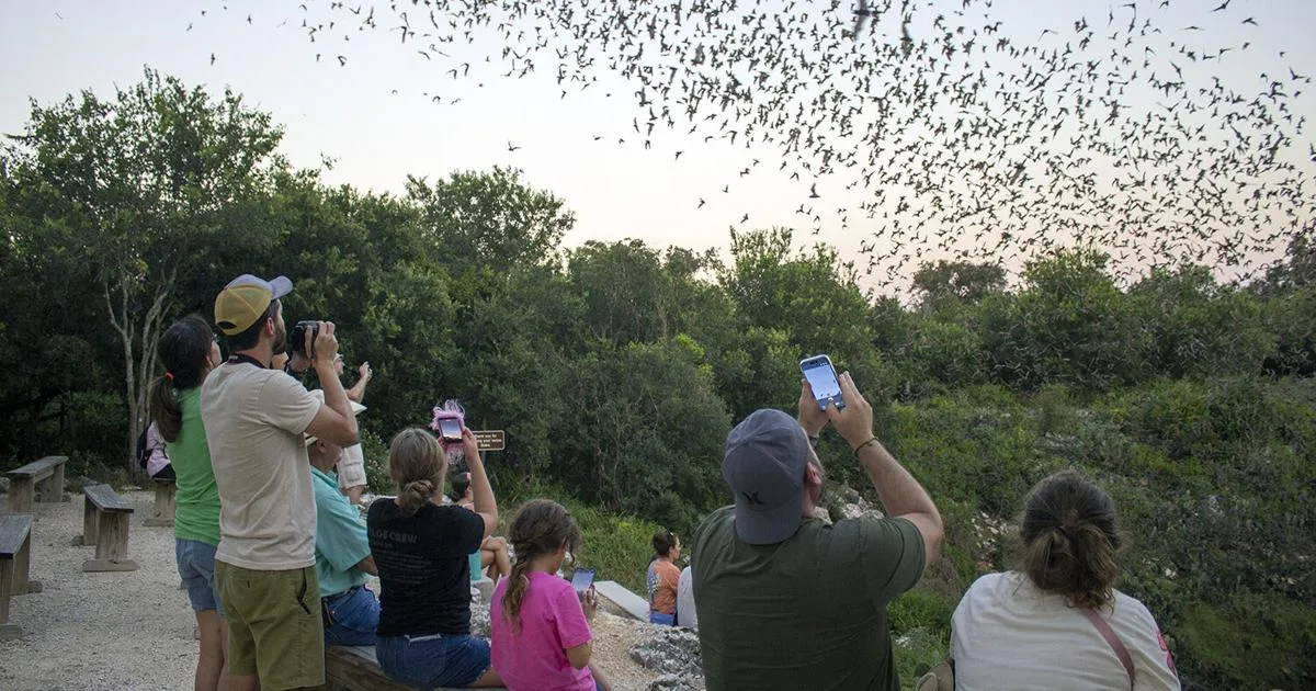 Comal County home to largest bat colony in the world at Bracken Bat Cave