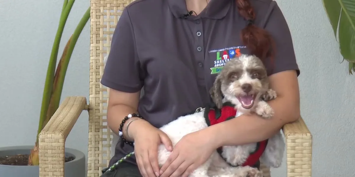 Pet of the Week: Meet Teddy!