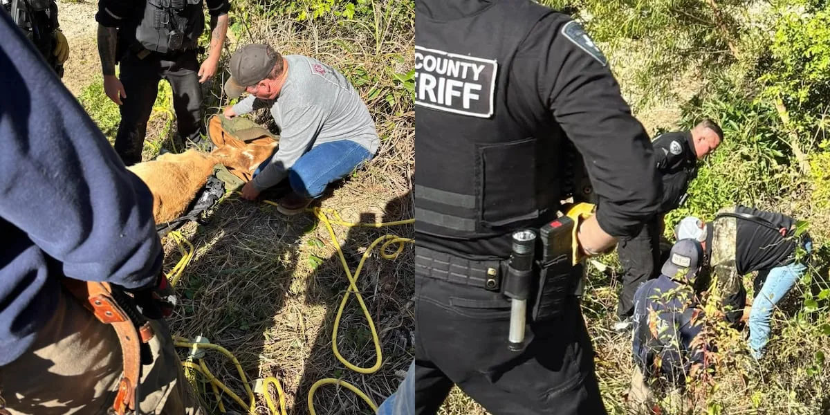 2 people, calf rescued from creek bed in Holland