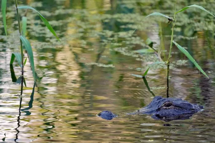 Fisherman, 71, attacked and killed by 12-foot alligator alongside Florida lake