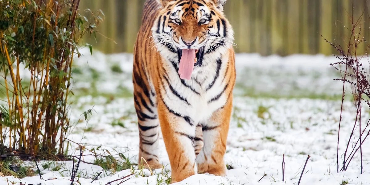 Tiger that killed man who entered enclosure won't be euthanized, reports say