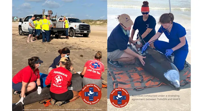 Rare whale and dolphin wash ashore on Texas coast in 2 weeks