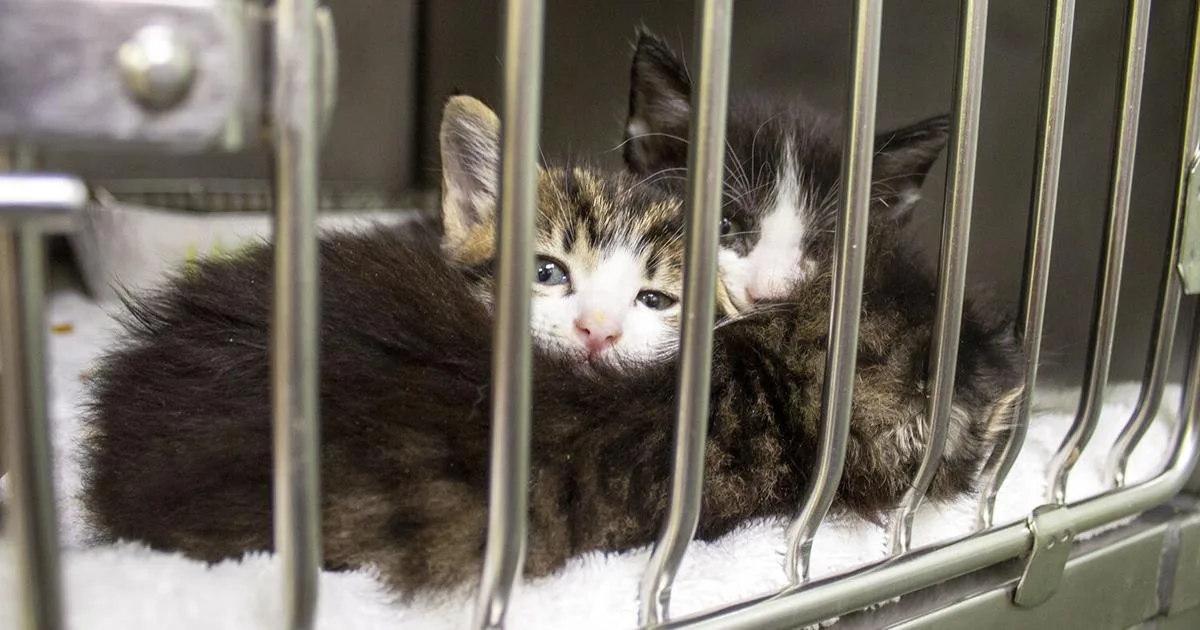 HSNBA offering free microchips for Comal County dogs, cats