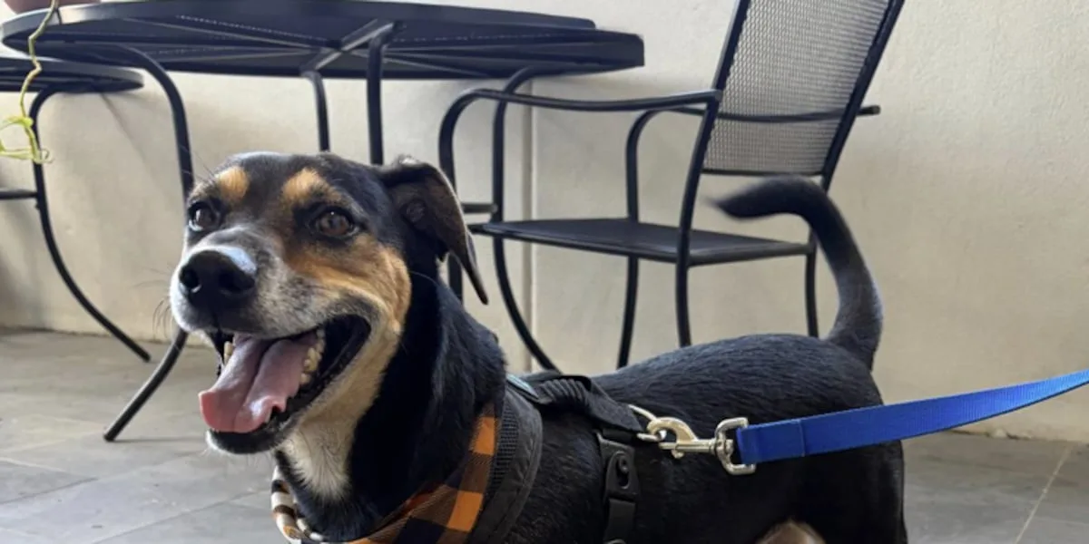 Pet of the Week: Meet Apollo!