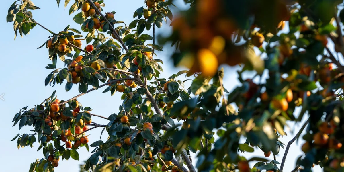 AgriLife names Oriental Persimmon as newest Texas Superstar plant