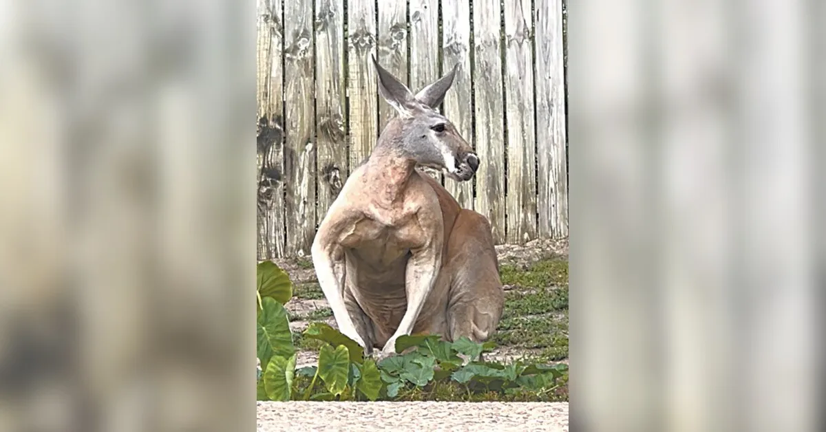 Peanut goes 'walkabout': $1,000 reward
