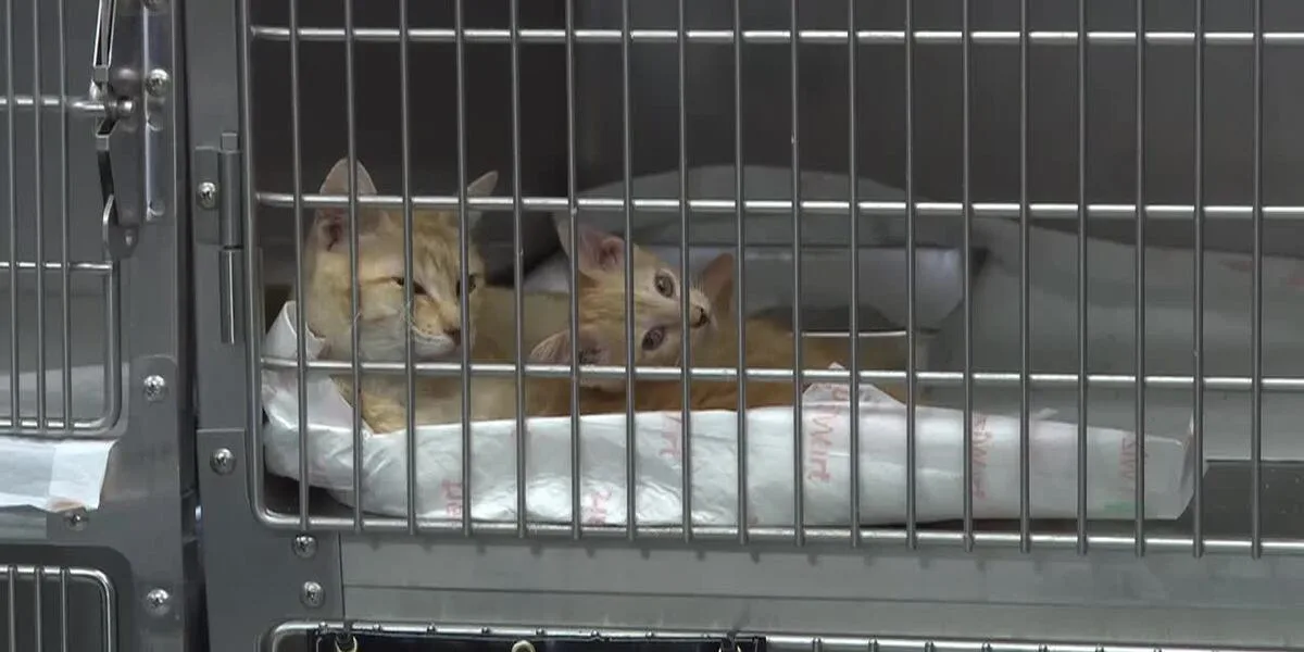 Laredo animal shelter overwhelmed by strays amid budget challenges