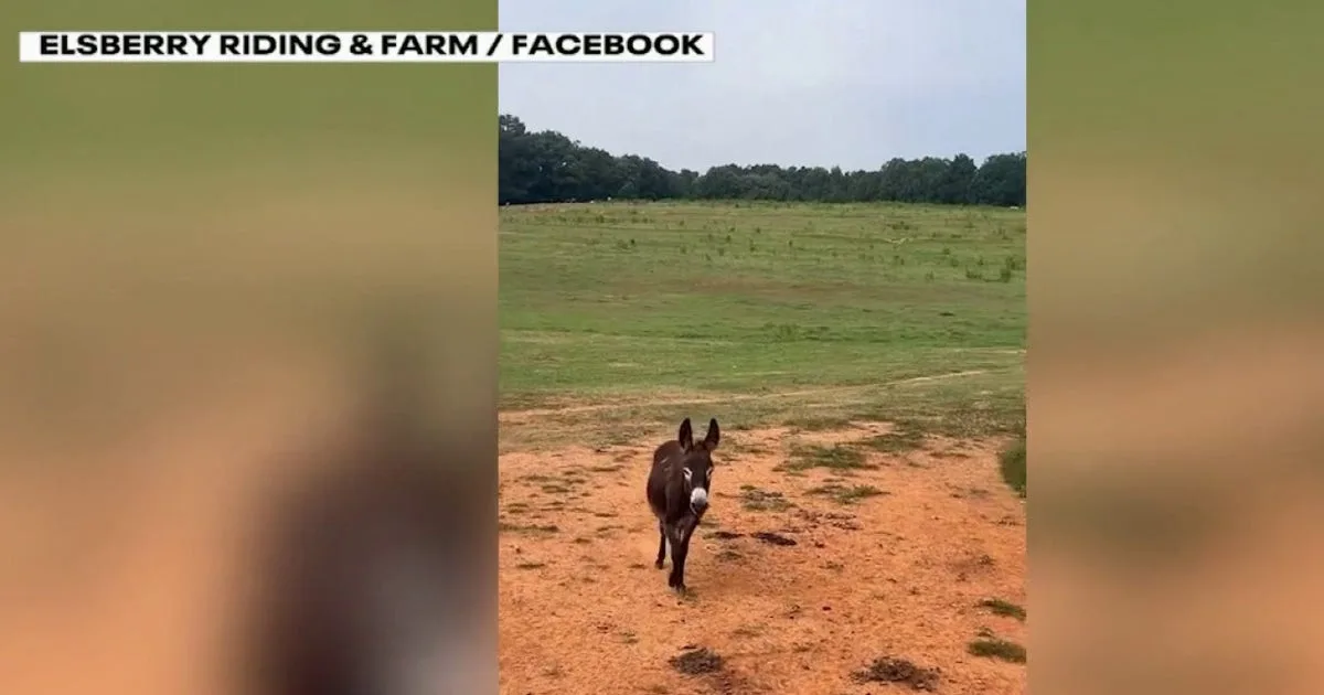 Georgia donkey owner takes legal action as state investigates killing