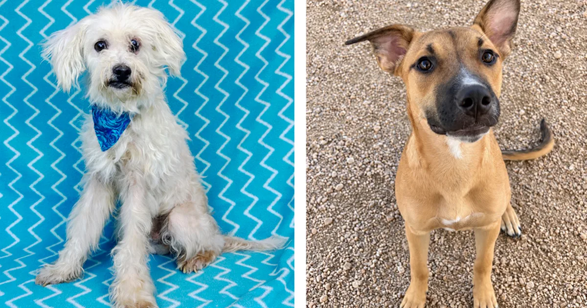 Pets of the Week - October 14, 2026