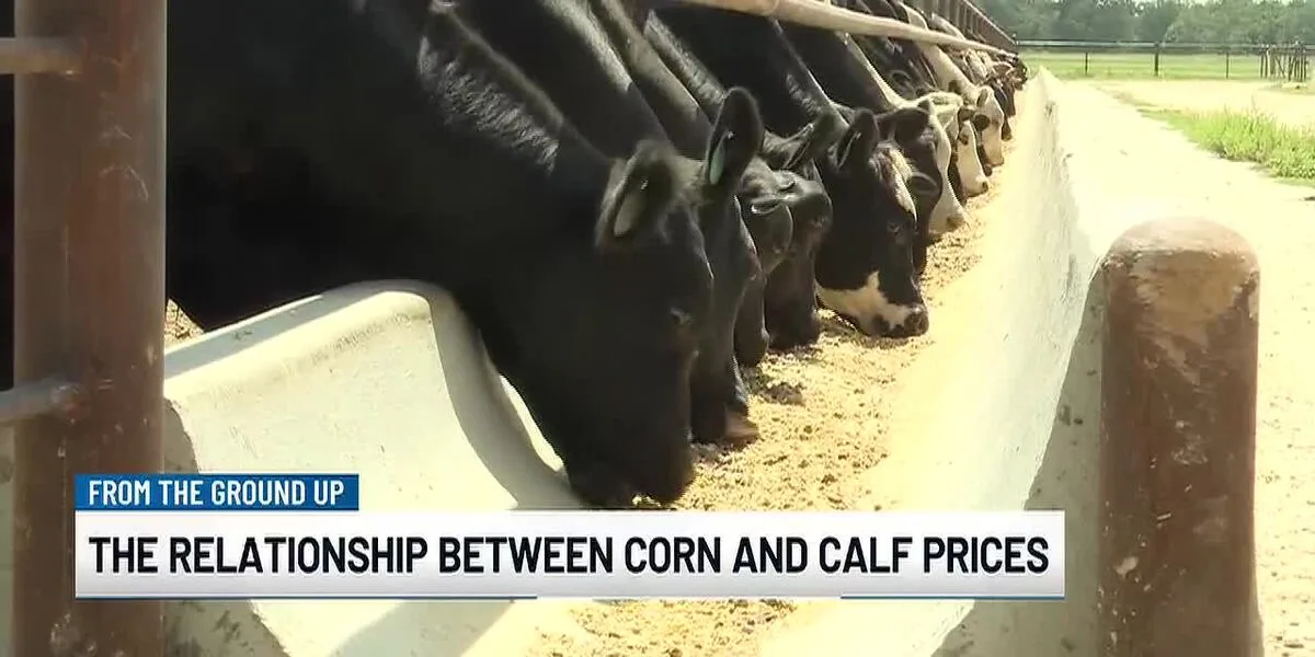 From the Ground Up: The relationship between corn prices and calf prices