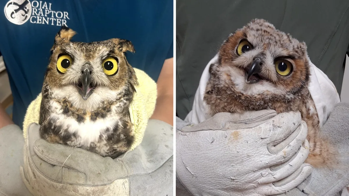 Great horned owl recovers, returns to wild after allegedly being beaten by teens with baseball bat
