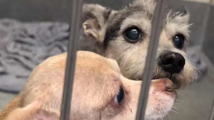 26 dogs seized from North side home amid increase in dog hoarding cases, ACS says