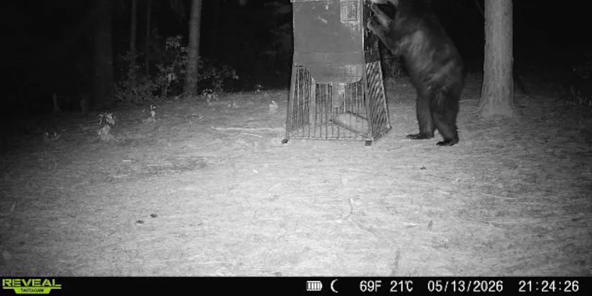 Black bear confirmed 'wild and free' along Neches River in East Texas
