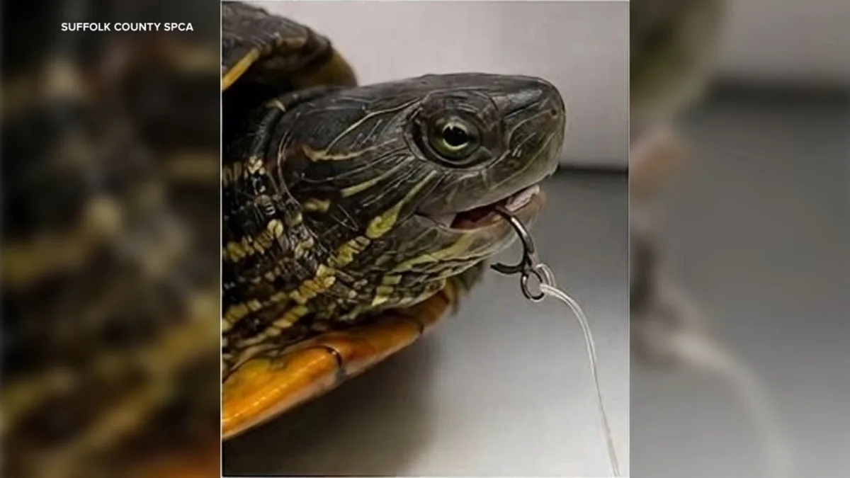 Abused turtle found tethered, submerged inside cage in New York park lake
