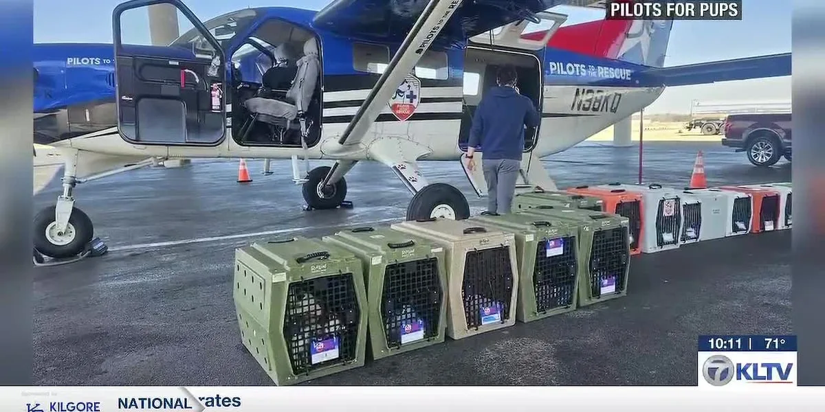 Pilots to the Rescue: Longview puppies flown to NY for second chance