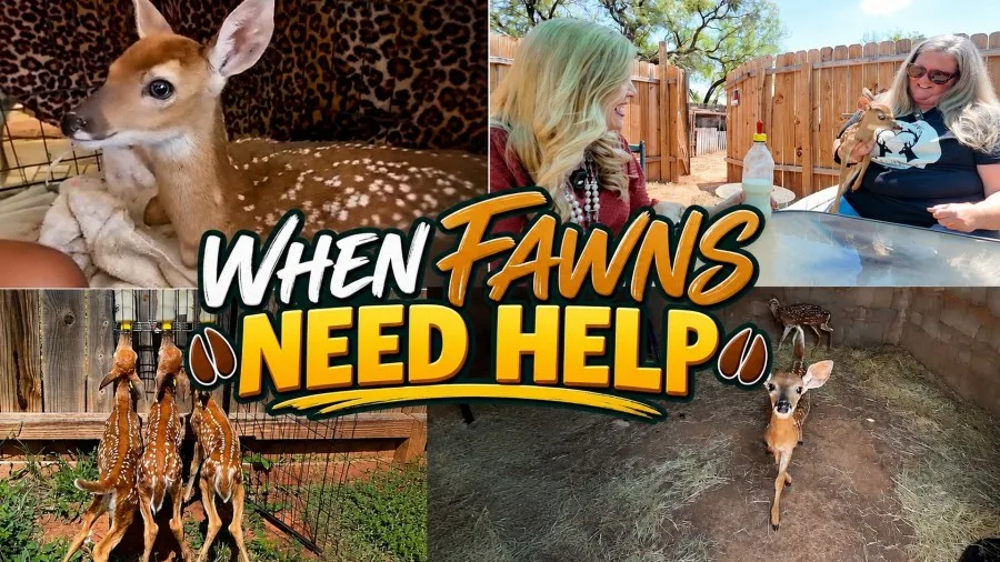 Why this Abilene woman has become the go-to for fawn rescues in the Big Country