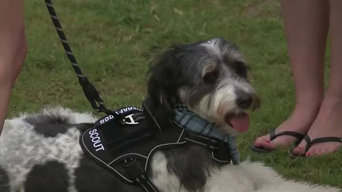 Therapy dog honoring girl who died at Camp Mystic now helping students in Alamo Heights ISD