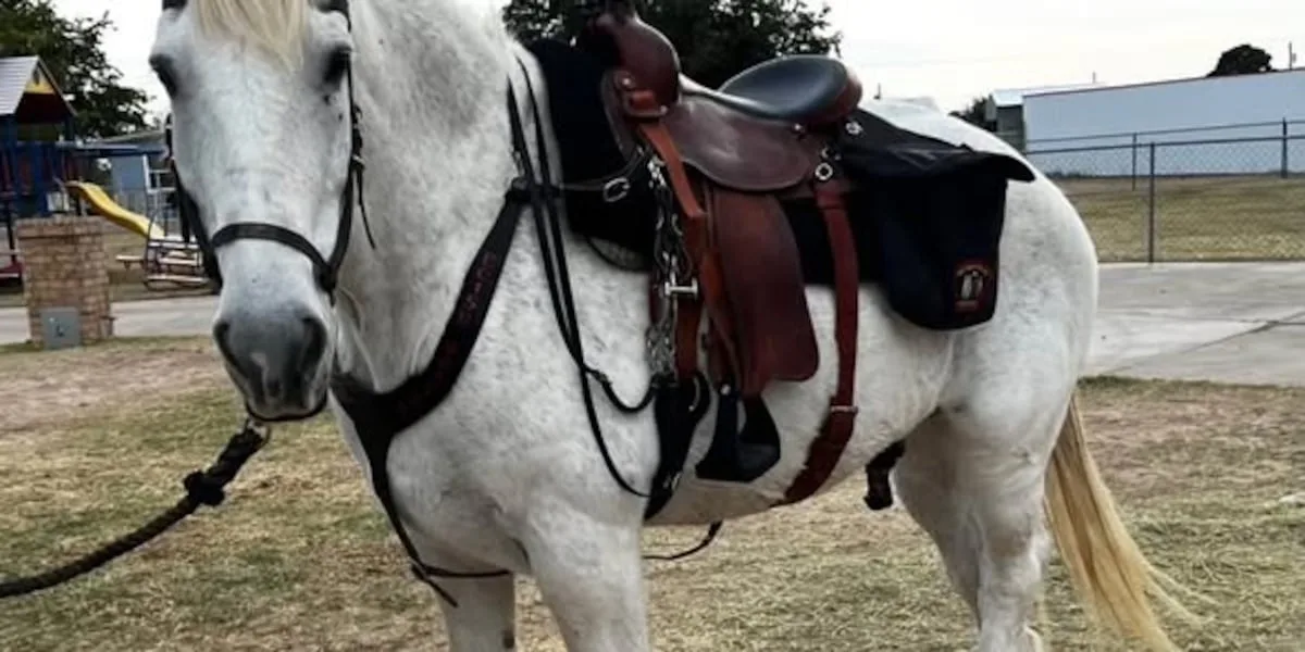 ECISD police mounted patrol horse dies after cancer battle