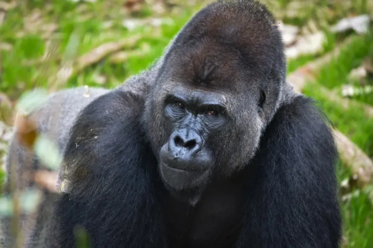 Cond Nest ranks San Antonio Zoo among world's best