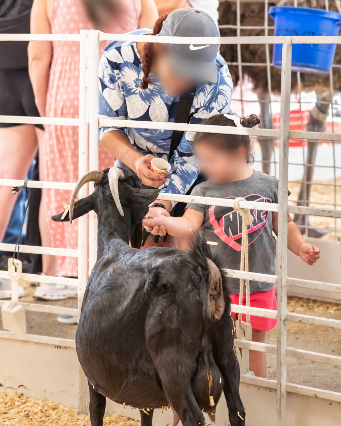 Nine E. coli cases in Dallas possibly tied to State Fair of Texas petting zoo