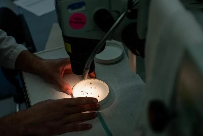 Mosquitos in Brazoria County test positive for West Nile Virus