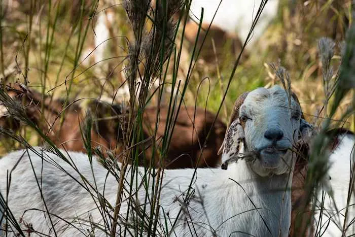 Houston Arboretum's 'lawn crew' is back: Hundreds of goats set to tackle the Ravine