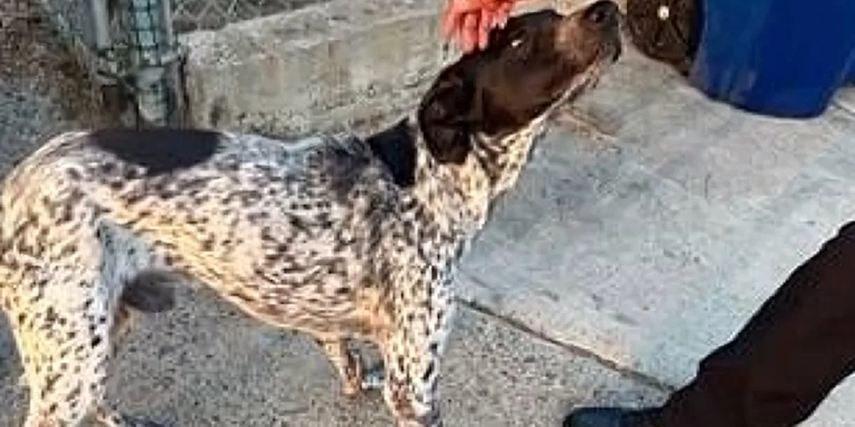 Dog from viral cruelty video found safe in south Laredo