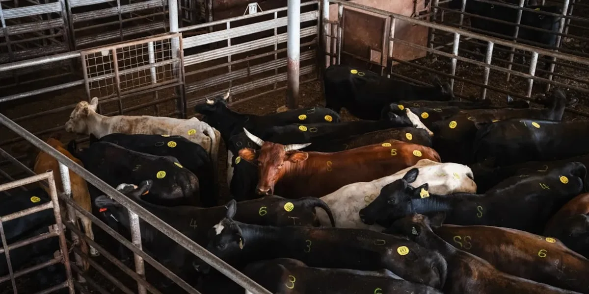 Cattle associations say ICE operations are disrupting Texas agriculture industry, will cause higher beef prices