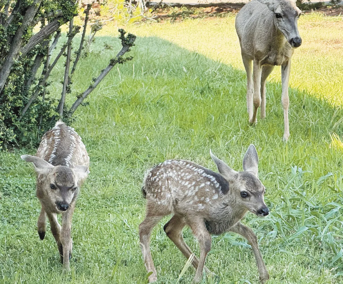 Mule deer fawns look to be on the rise