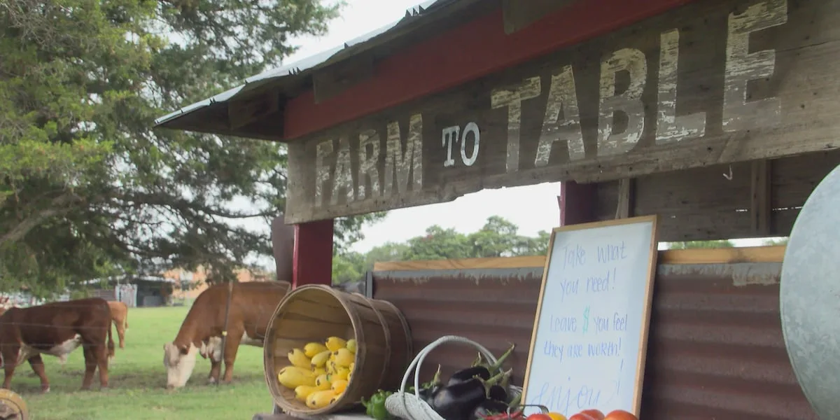No prices, no pressure: Gunter woman keeps her family's giving tradition alive one tomato at a time