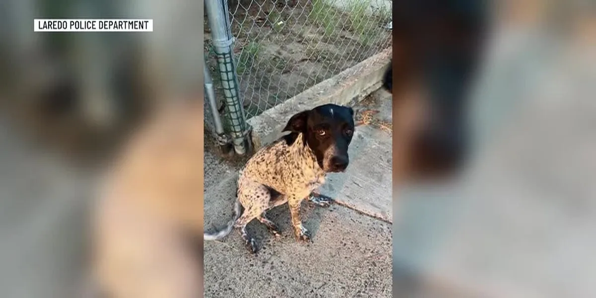 Abused dog found in South Laredo, receiving veterinary care