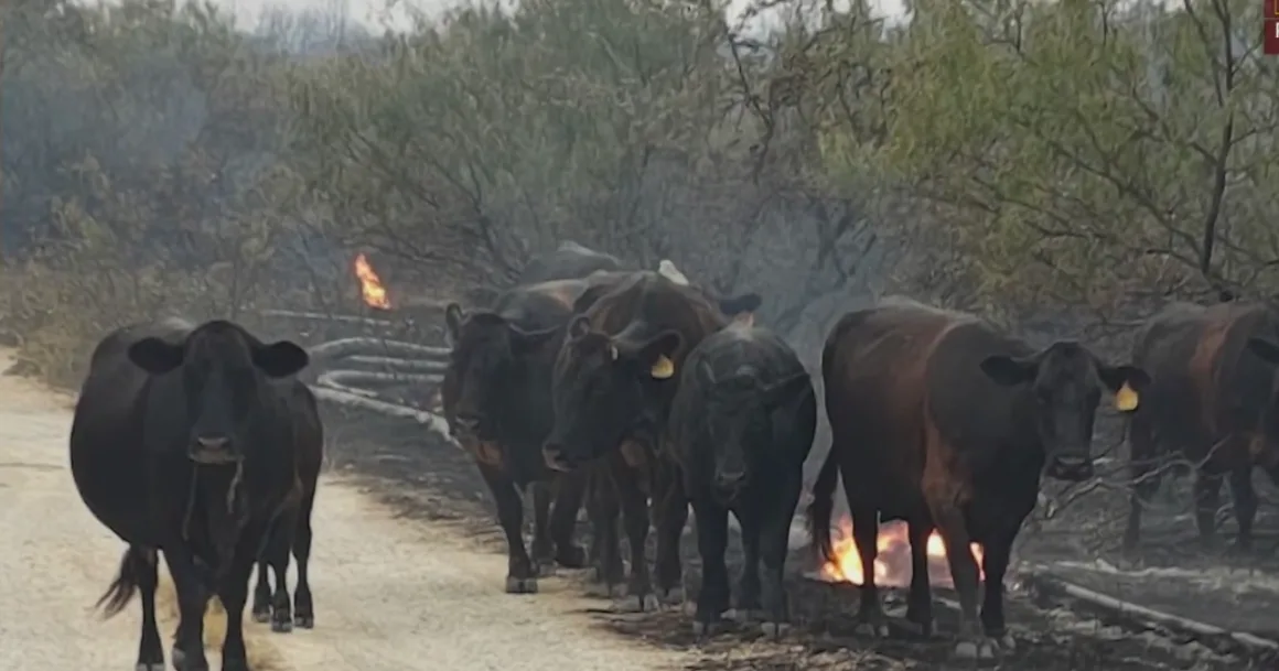 Texas ranchers step in to rescue livestock as Ross Fire burns 80,000 acres in Palo Pinto area