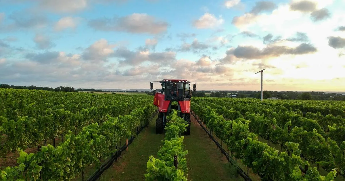Becker Vineyards begins 2026 grape harvest