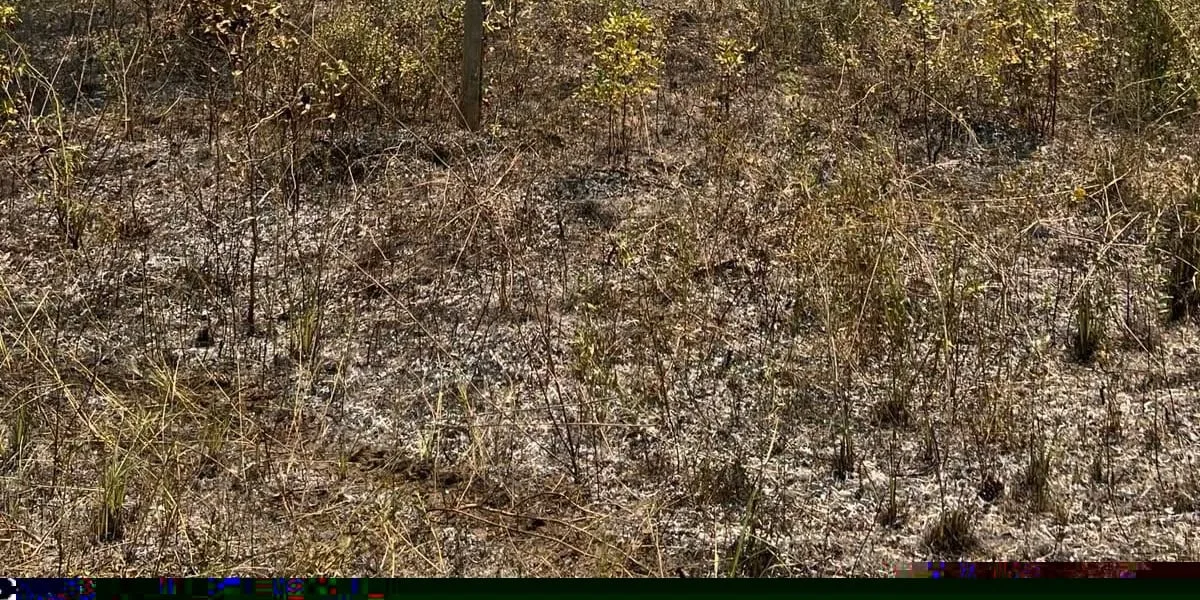 600-acre wildfire reported at Davy Crockett National Forest