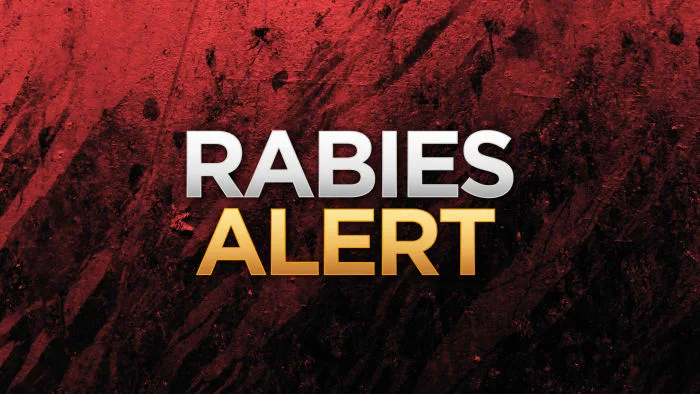 Bexar County reports first dog rabies case in more than a decade, health officials say