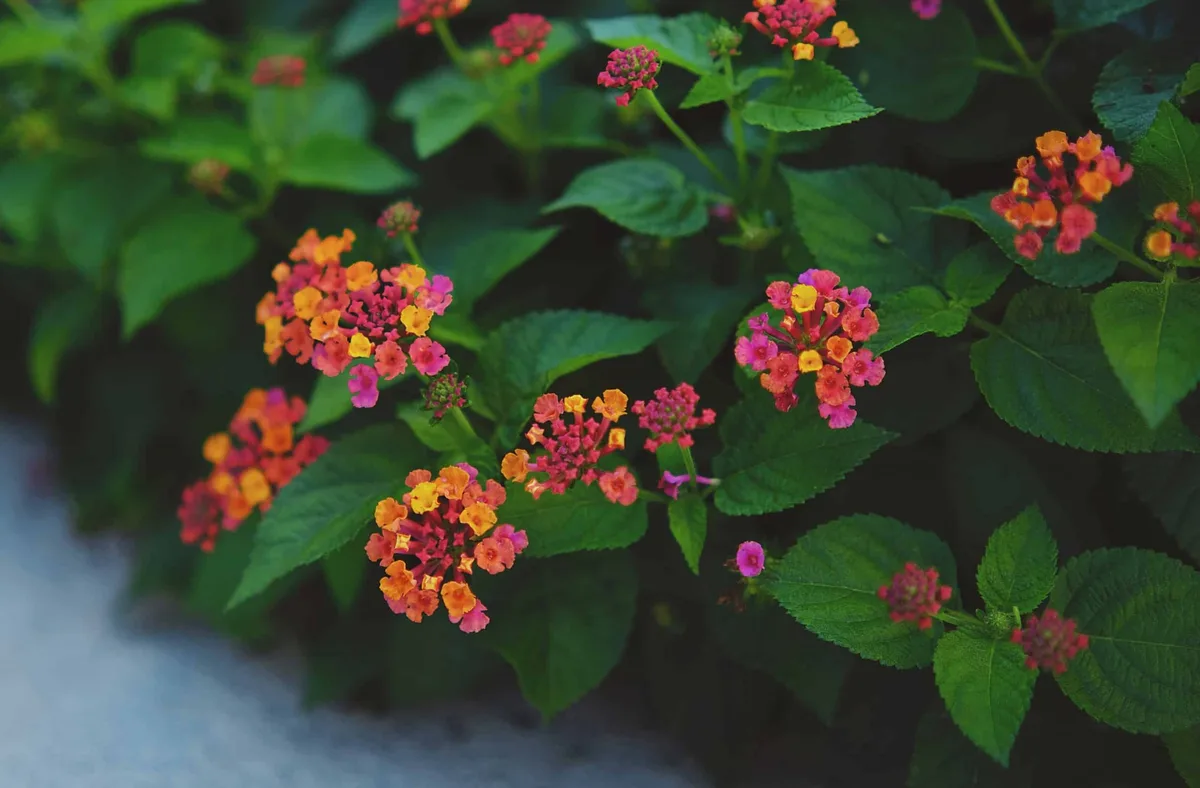 Riverside Nature Center's fall native plant sale moved to Oct. 10