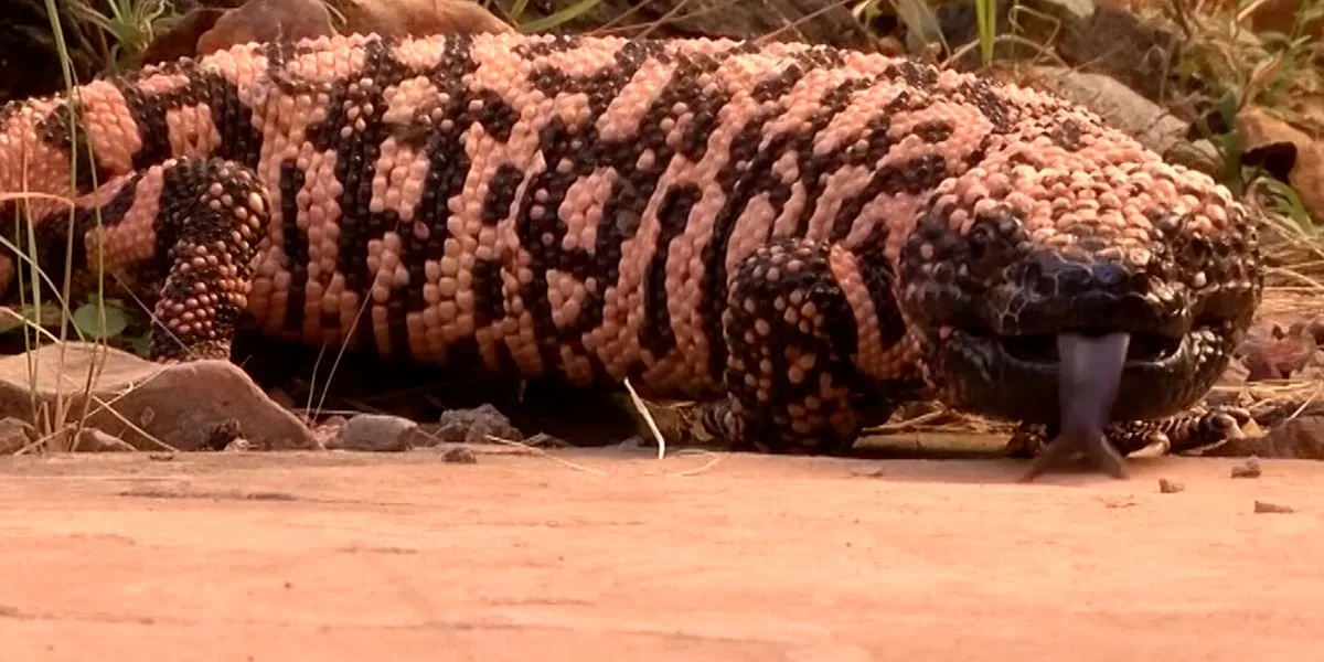 How Gila monsters played a role in creating GLP-1 drugs