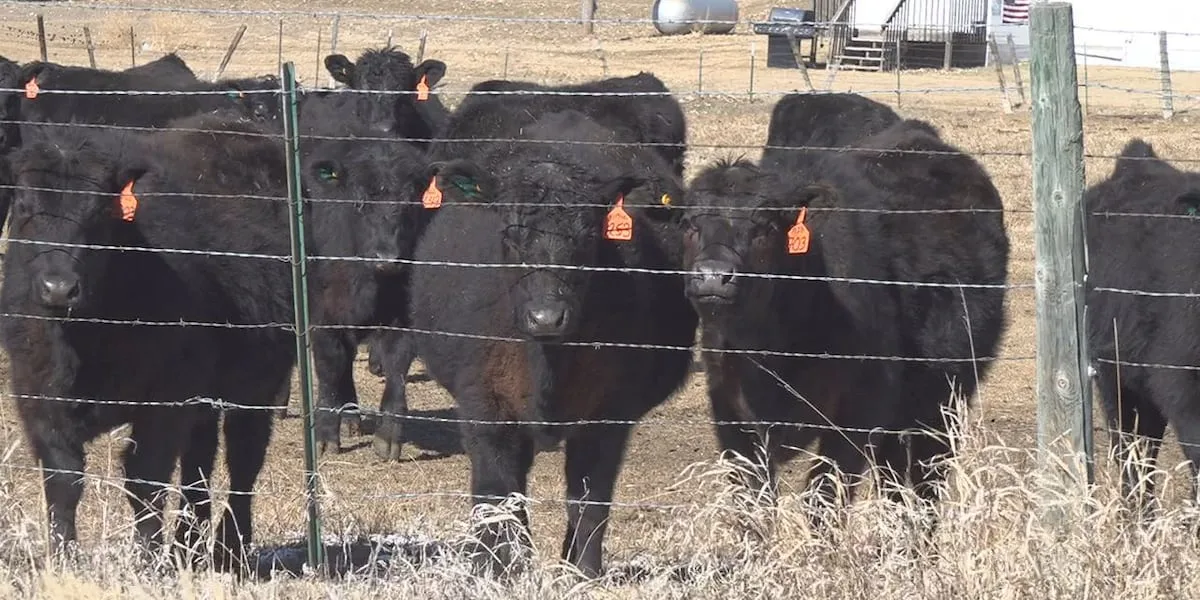 'Food safety is NOT red tape': Cattle group pushes back on Trump's processing proposal